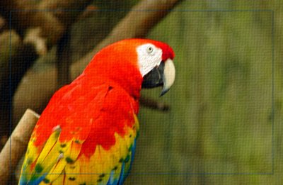 Scarlet Macaw