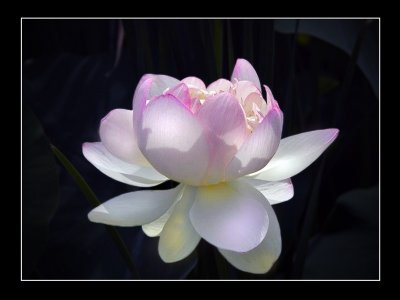 Lotus Blossom Version 2