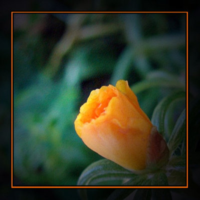 Rose Moss in Orange