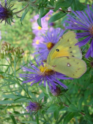Orange Sulphur Original