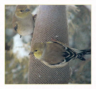 Amercan Gold Finches