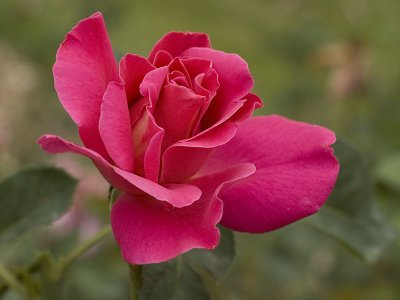 Rose Original