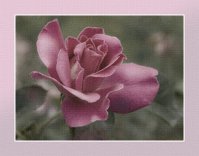 Rose Version 3