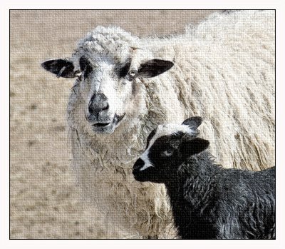 Spring Lamb Version 2