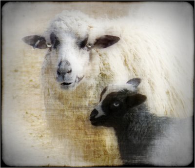 Spring Lamb Version 1