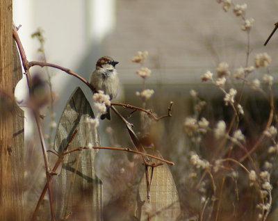 Searching for Spring