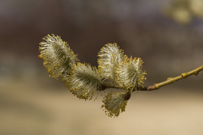 Pussy Willow Original