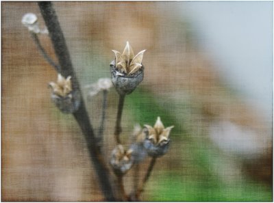 Hollyhock Seed Pods