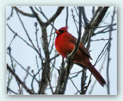 Northern Cardinal