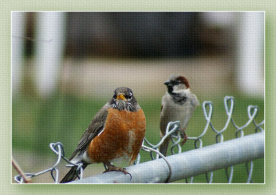 On the Fence