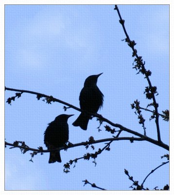 Silhouette of Starlings