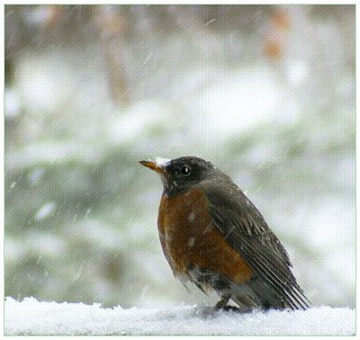Snow Robin