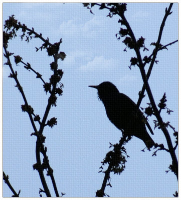 Starling Silhouette