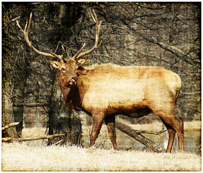 Elk at Lake Jacomo