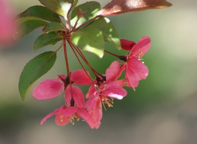 Apple Blossoms