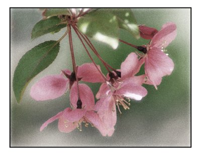 Apple Blossoms Version 3