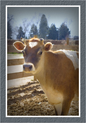 Cow Version 4