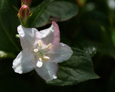 Weigela