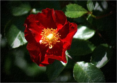 Flower Carpet Rose