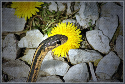 Garden Snake