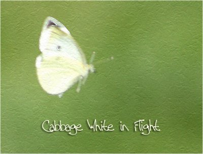 Cabbage White 
