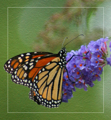 Monarch on Butterfly Bush
