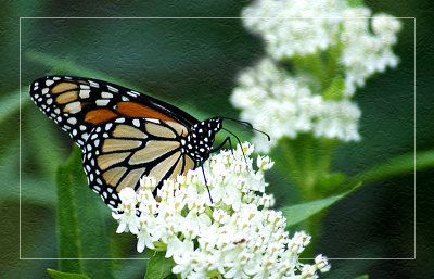 Monarch on White Milkweed Flower