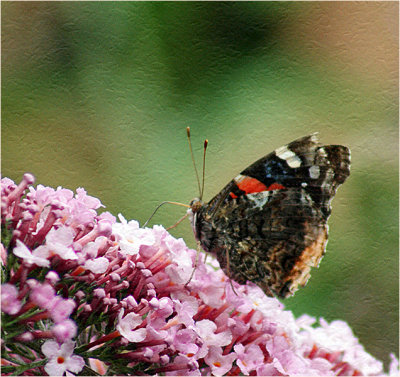 Red Admiral on Butterfly Bush