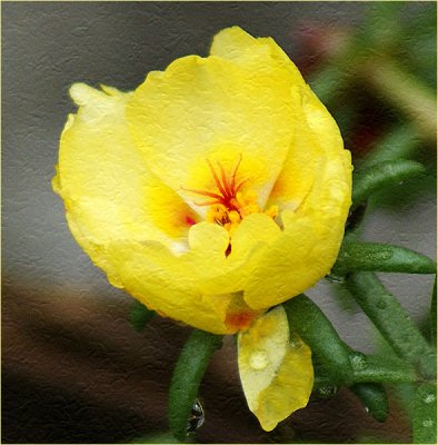 Rose Moss in Yellow