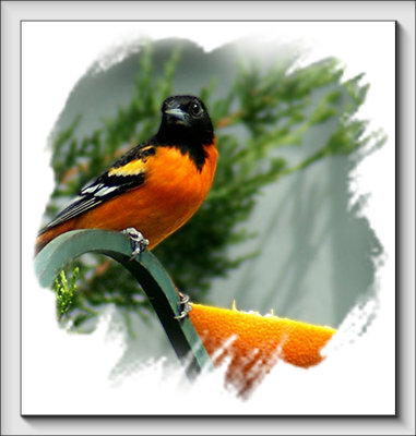 Baltimore Oriole Version 1