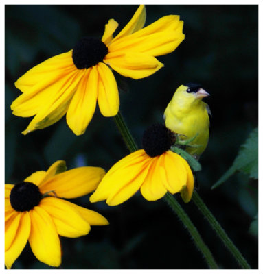 An American Goldfinch Version 3