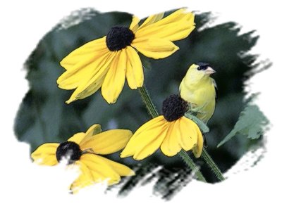 An American Goldfinch Version 2