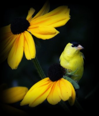 An American Goldfinch Version 1