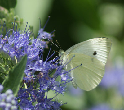 Cabbage White (Has heart shape on wing)