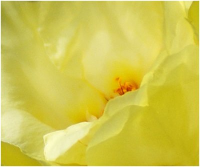 Yellow Moss Rose