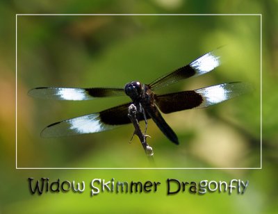 Widow Skimmer
