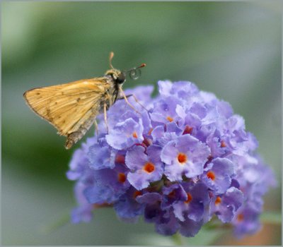 Skipper on Butterfly Bush