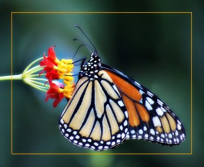 Monarch on Milkweed