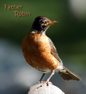 Father Robin