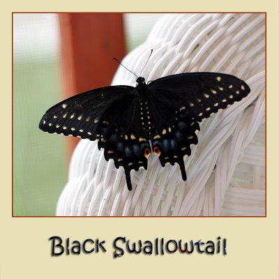 New Black Swallowtail