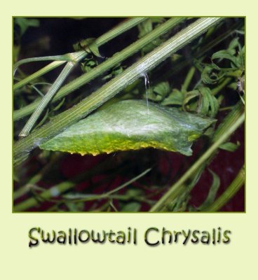 Black Swallowtail Chrysalis