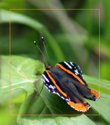 Red Admiral