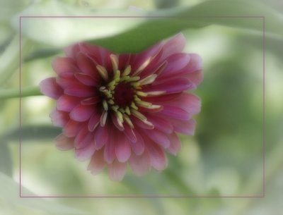 Another Pink Zinnia
