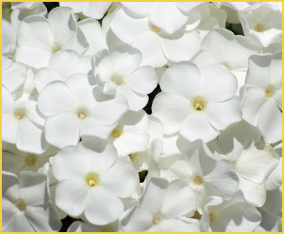 White Phlox