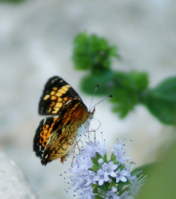 Pearl Crescent