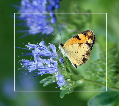 Pearl Crescent