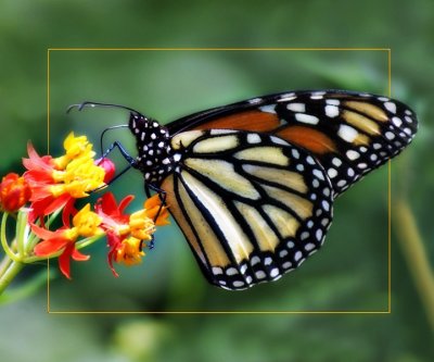 Monarch on Milkweed