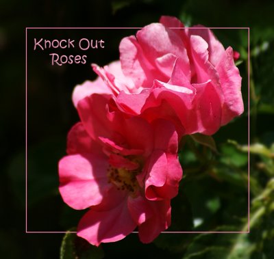Knock Out Roses