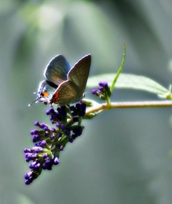 Gray Hairstreak