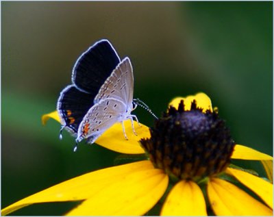 Eastern-Tailed Blue on Brown-Eyed Susan